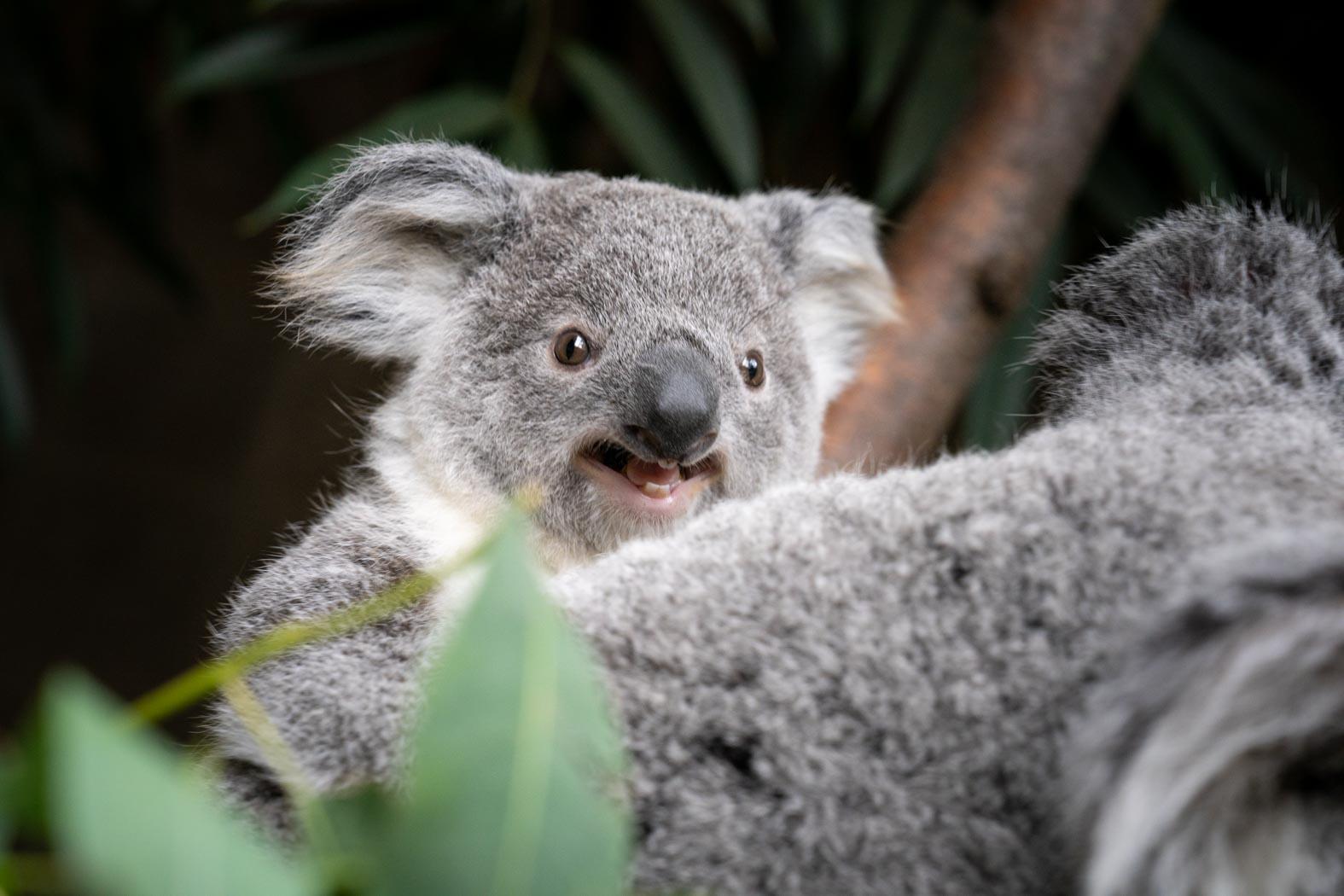 Koala baby store